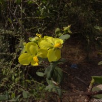 Ochna obtusata DC.
